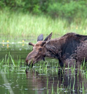 Moose in a lake