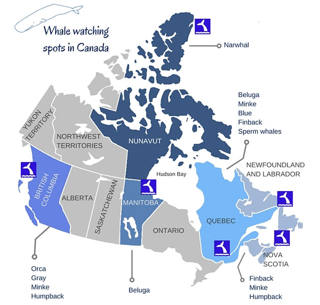 map of where to see whales in canada