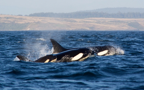 orca whales in Canada