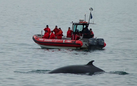 whale watching tour in Canada