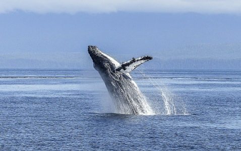 whale watching in Canada