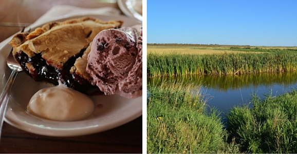 Saskatoon berry pie in Saskatchewan, Canada