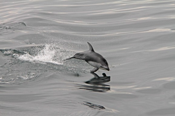 Dolphin