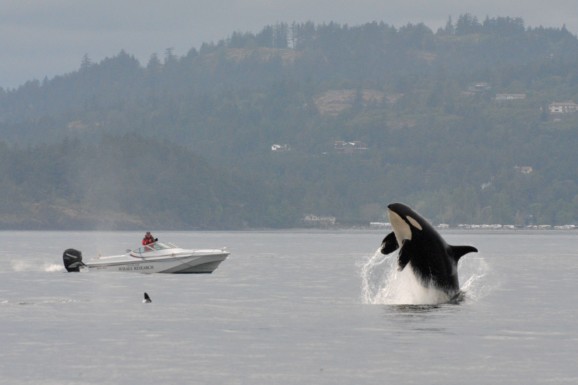 Killer whales
