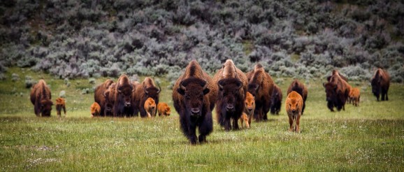 Bison