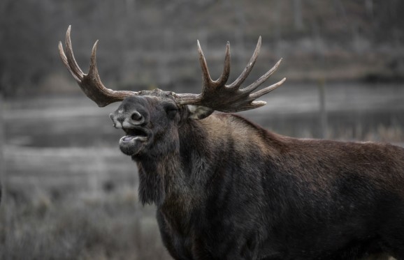 a moose bellows