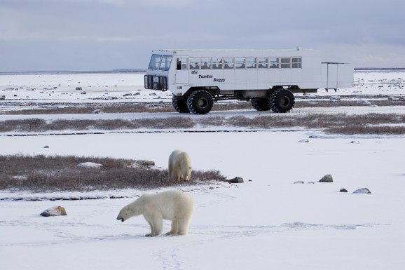 Polar bears