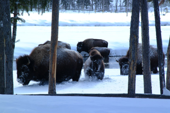 Wood Buffalo National Park