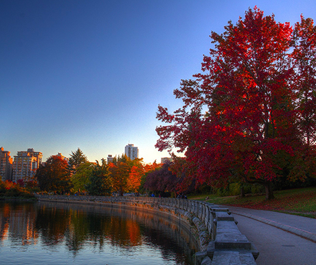 An autumnal image with a large red tree in the foreground