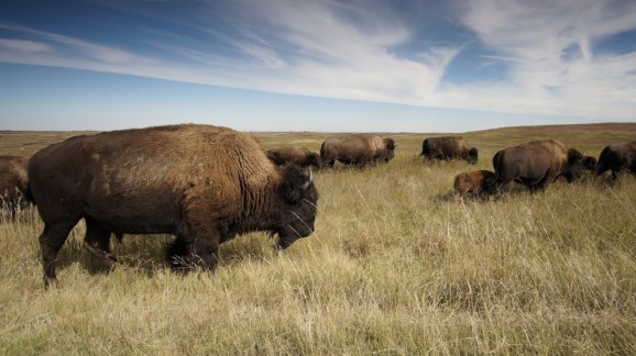 Largest population of wood bison in Wood Buffalo National Park