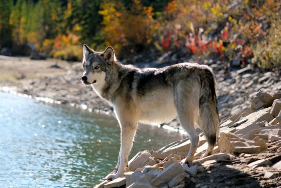 Wolves