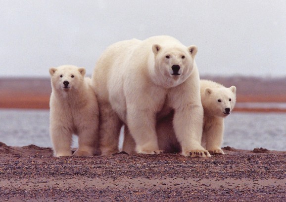 Polar cubs with their mother