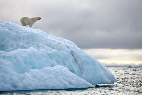 What time of year is best to see polar bears