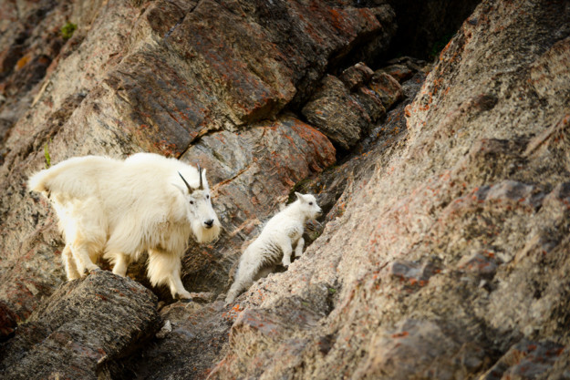 mountain goats