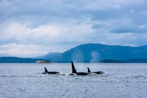 whales british columbia