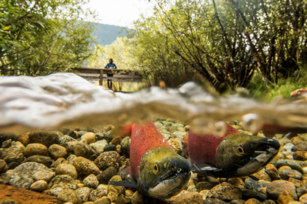 salmon british columbia