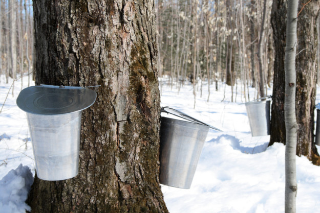 Maple syrup tree taps