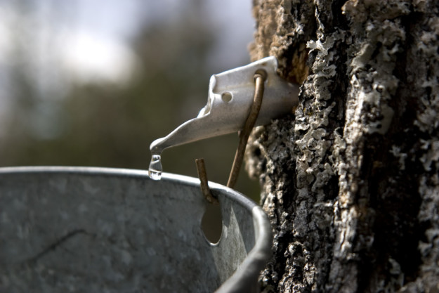 Maple tap