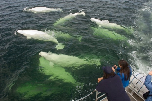 Beluga Whales