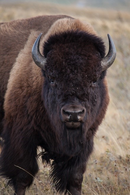 Bison