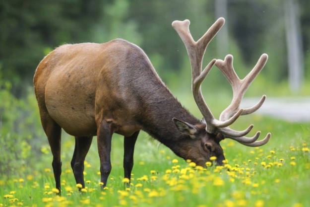 Elk Canada