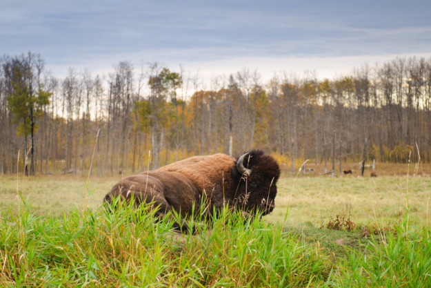 Elk Island