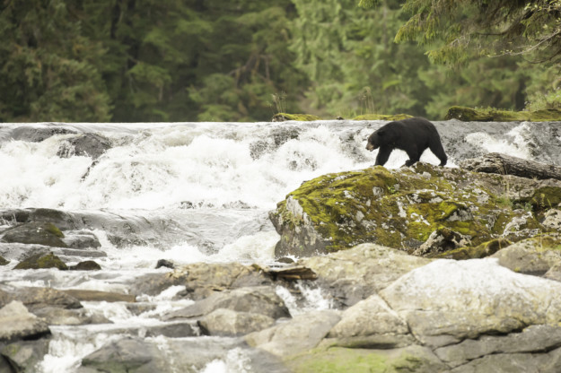 Great Bear Rainforest