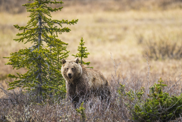 Grizzly bear
