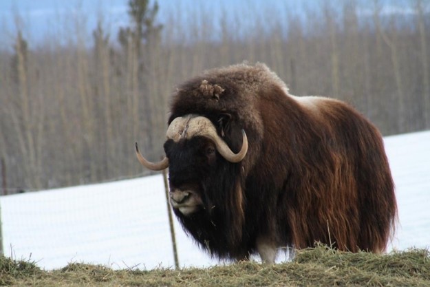 Musk oxen