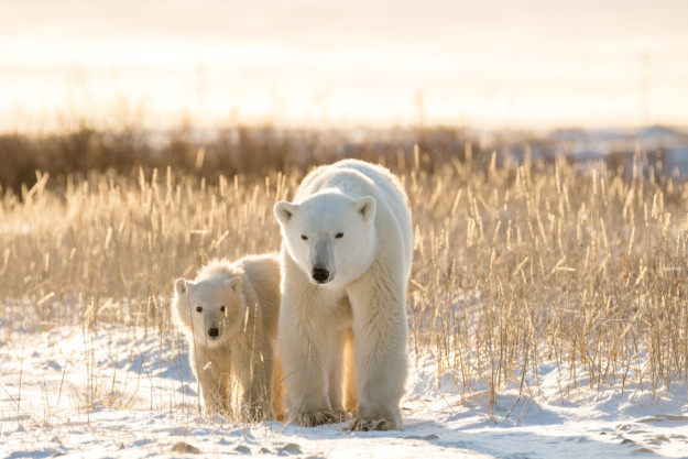 Polar bears