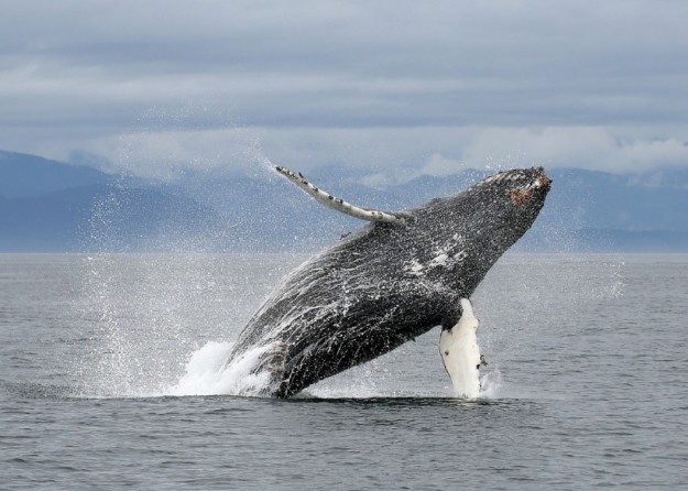 Whale