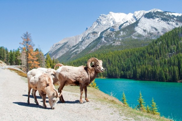 bighorn sheep