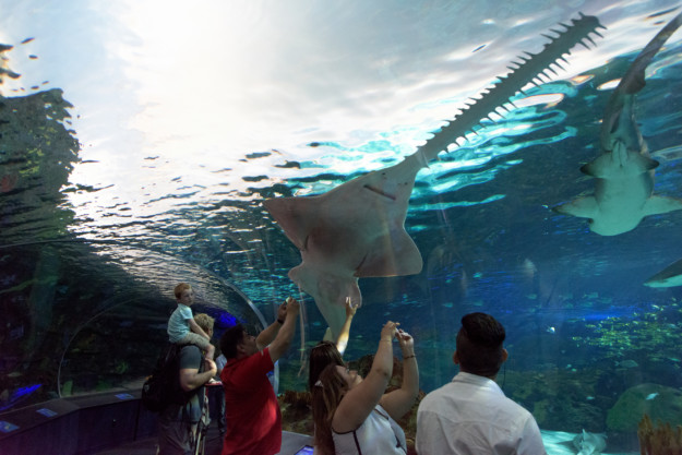 Ripleys Aquarium