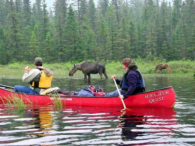 moose in algonquin