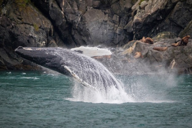 whale breaching in alaska