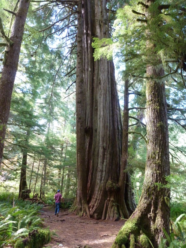 cedar in vancouver island