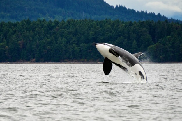 Wildlife in Canada