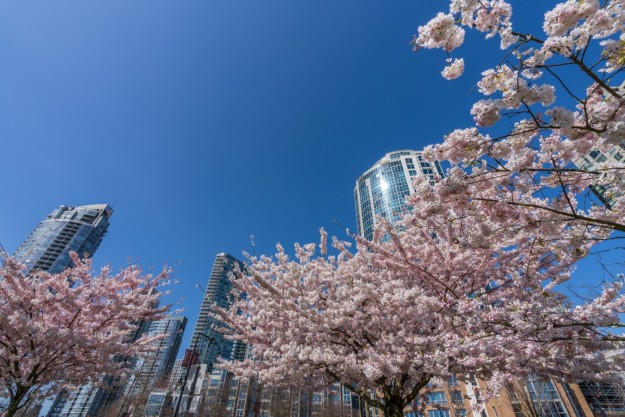 David Lam Park in springtime season in Vancouver