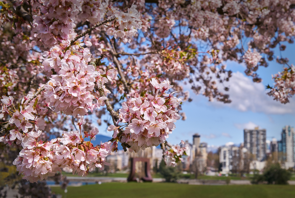 Vancouver's cherry blossoms