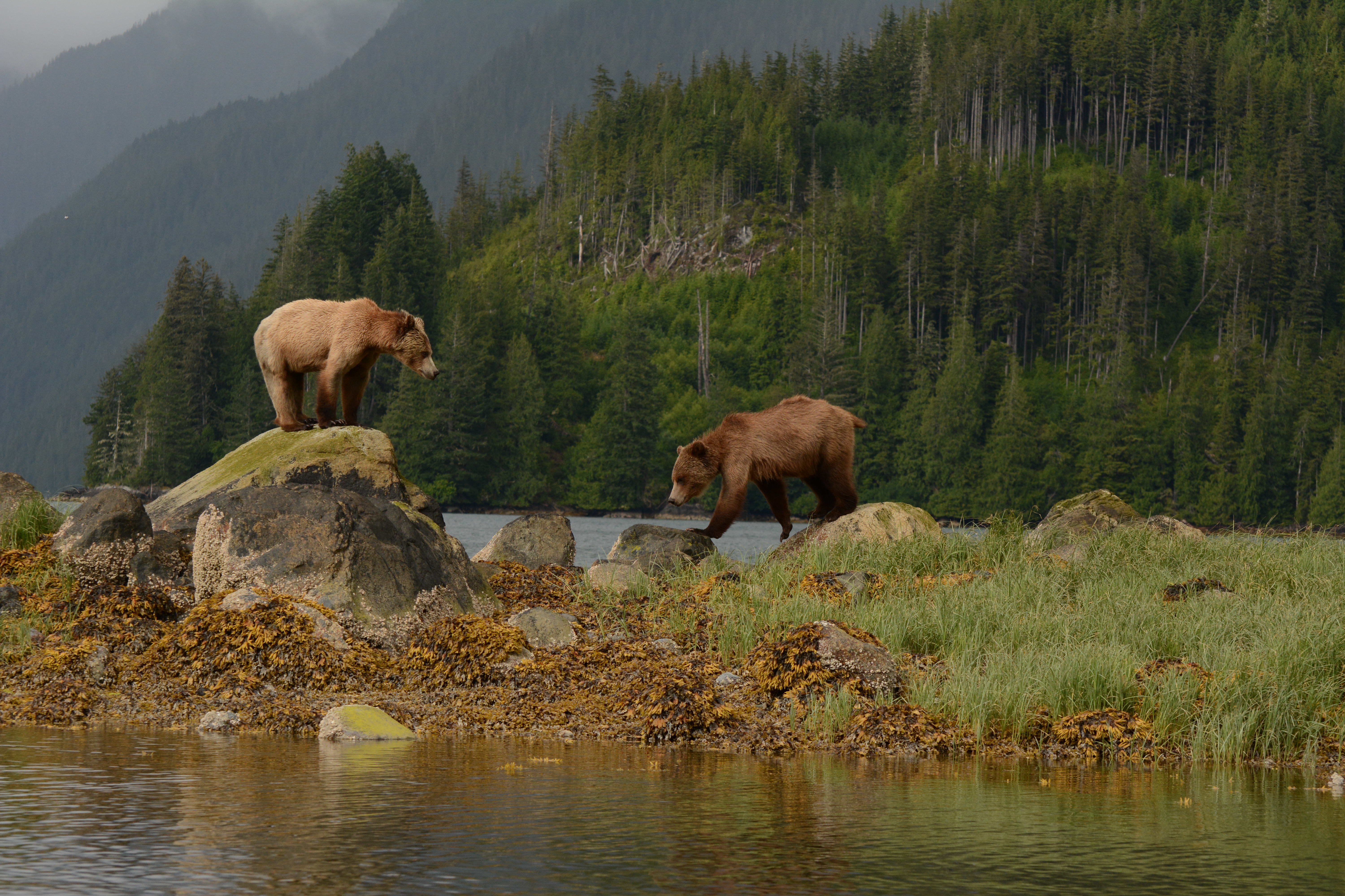 Knight Inlet Lodge