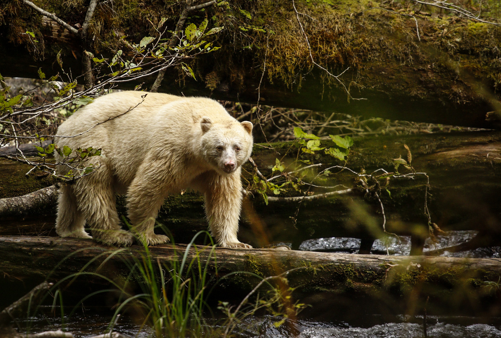 Spirit Bear