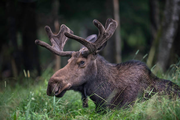 Moose