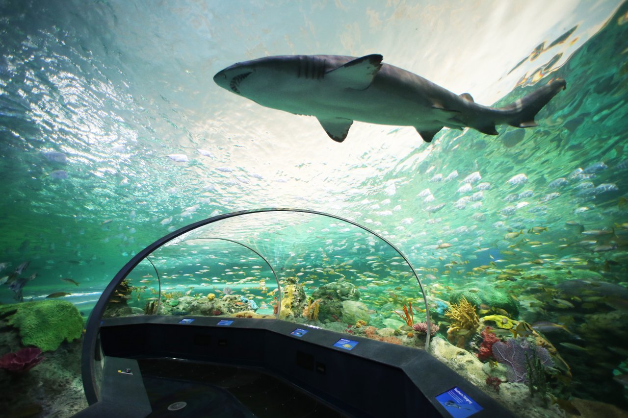 Great White Shark in Ripley's Aquarium