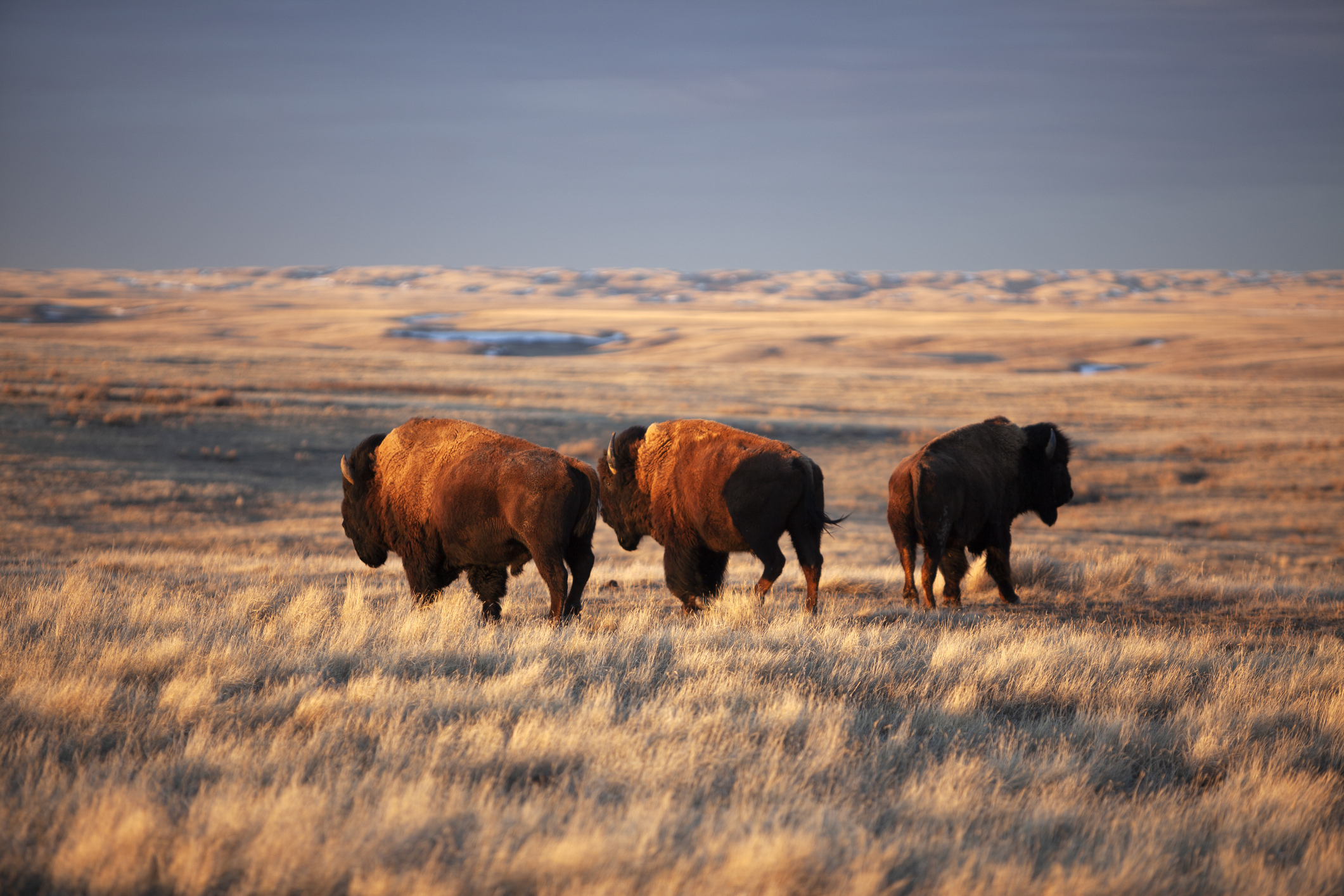 Bison in the West Block of Grasslands National Park in Saskatchewan