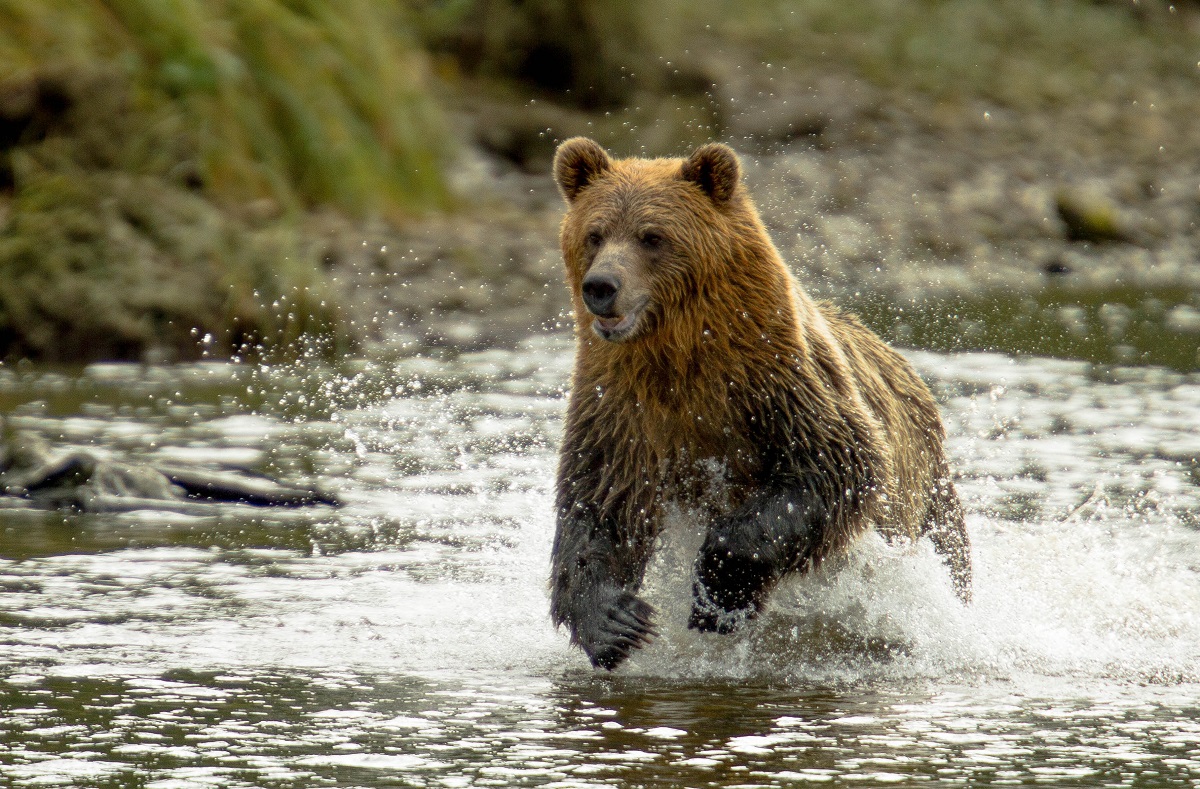 A Grizzly bear in British Columbia