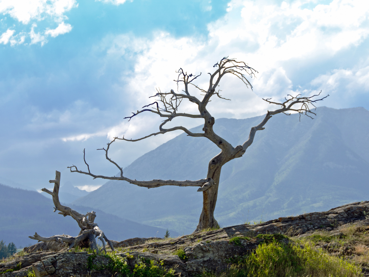 The Burmis Tree on The Crowsnest Highway