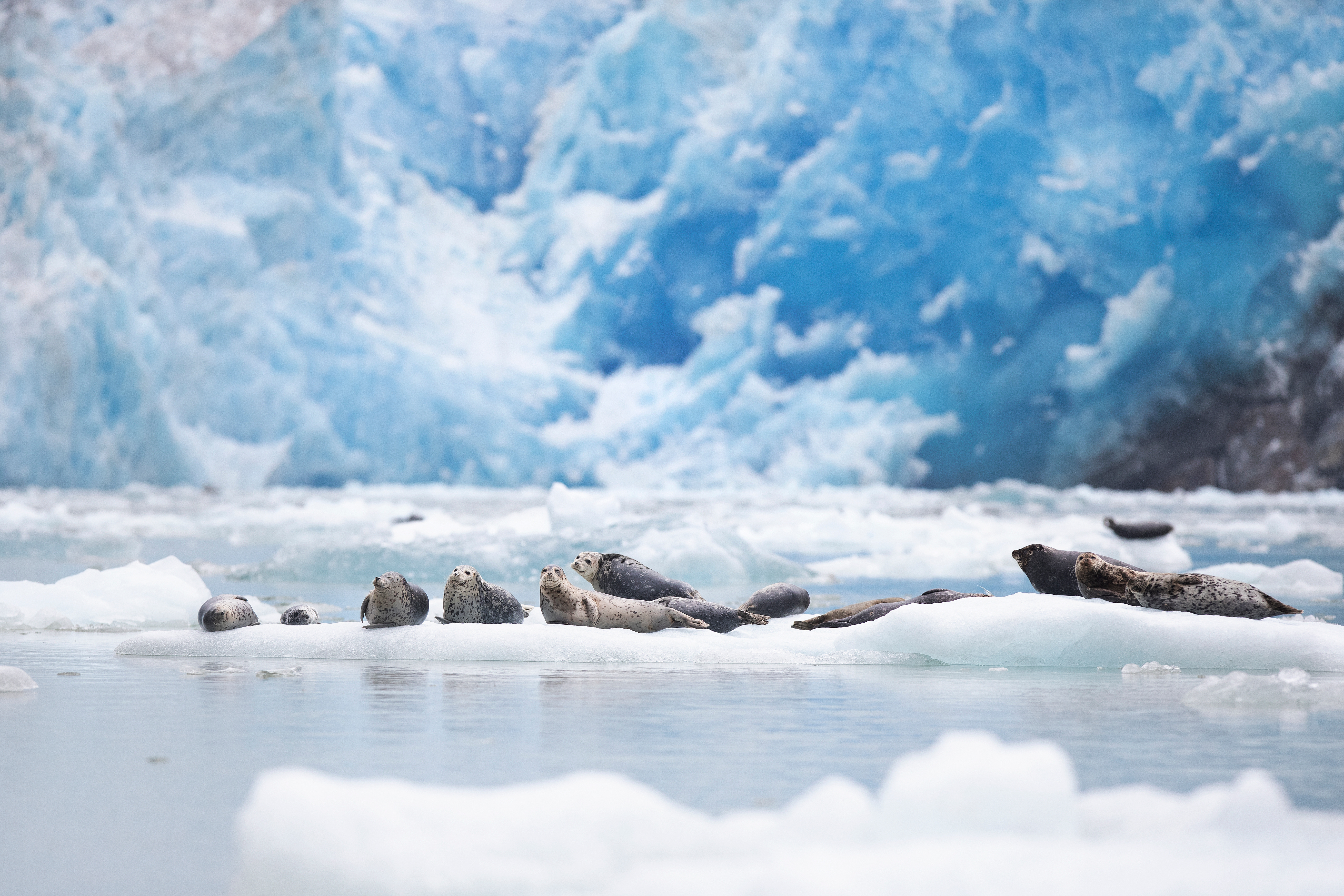 Seals resting on an ice floe in front of the Sawyer Glacier