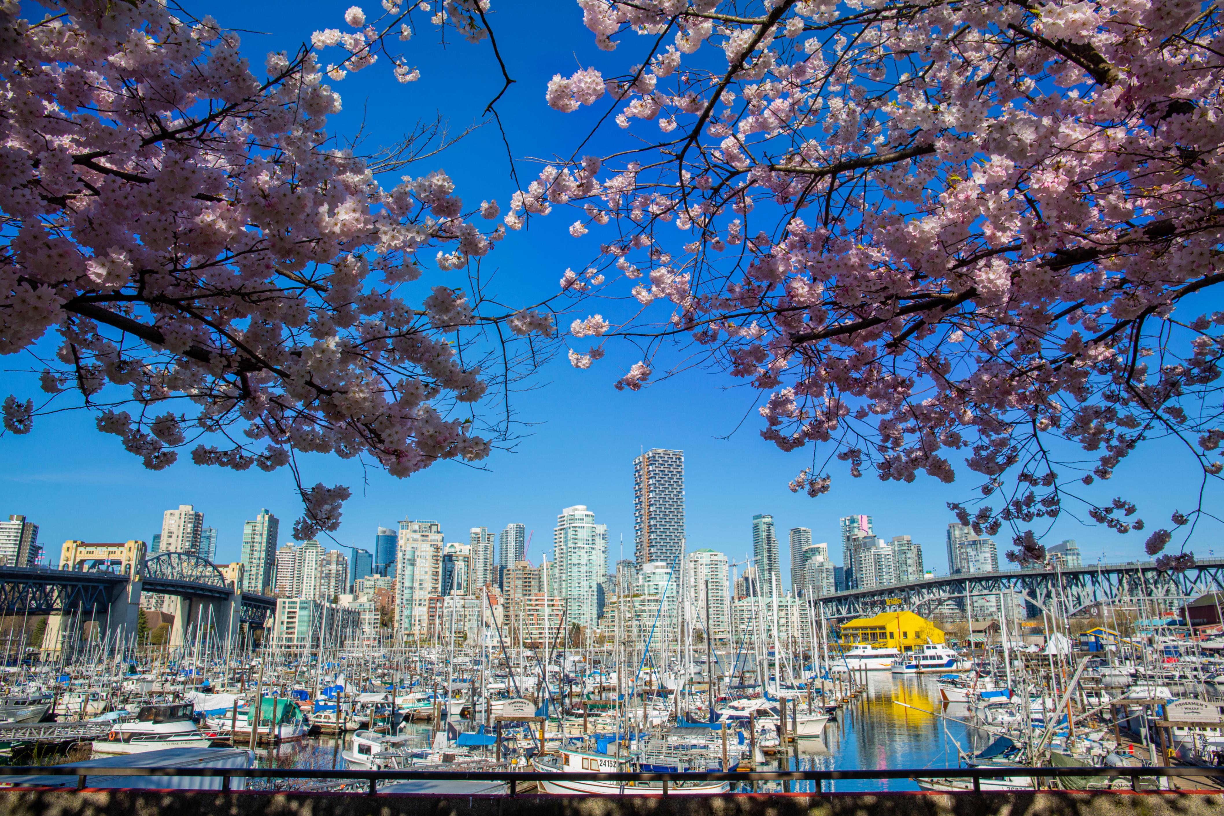 Cherry blossoms hang over the marina in Vancouver
