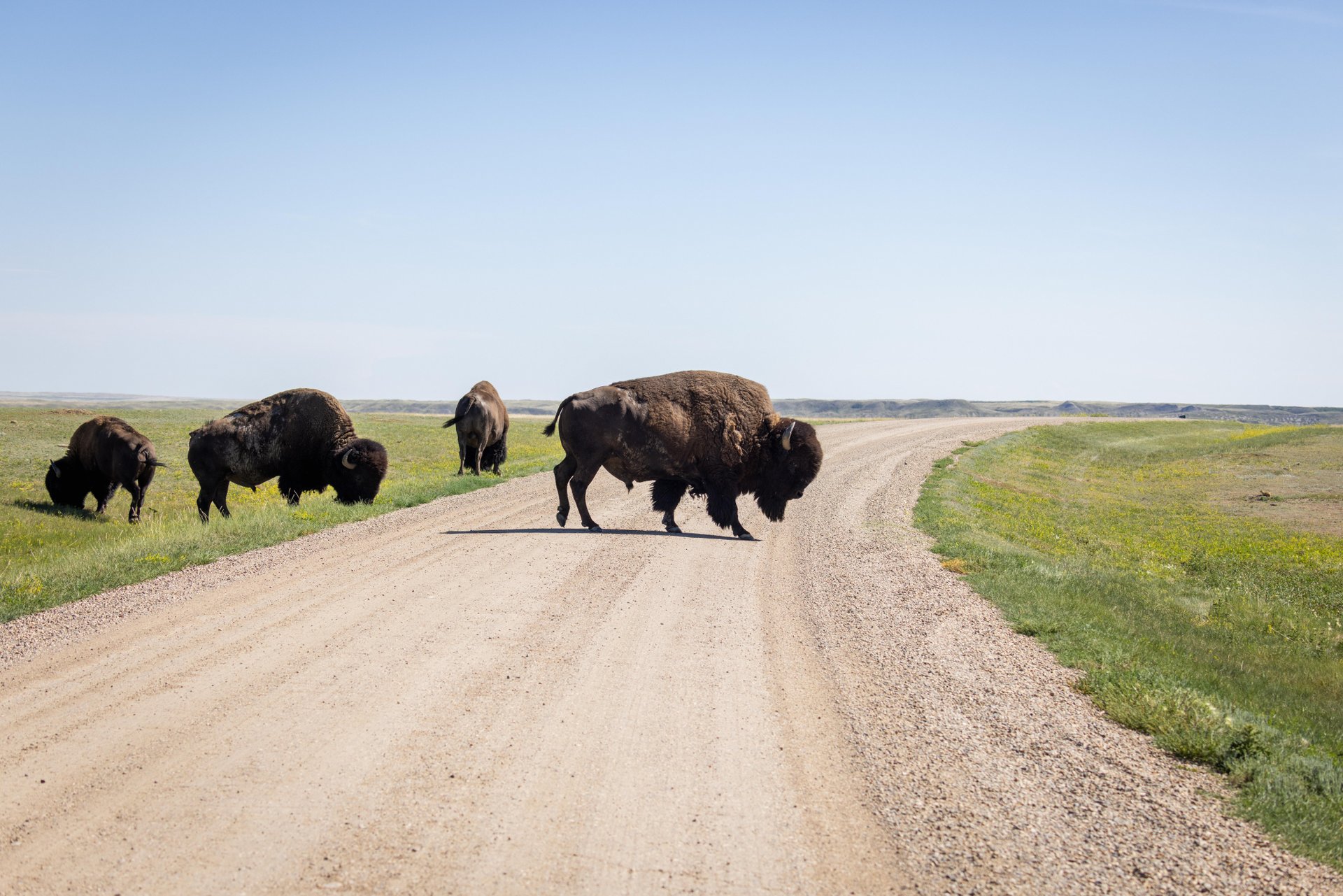 A herd of plains bison in Grasslands National Park, Saskatchewan