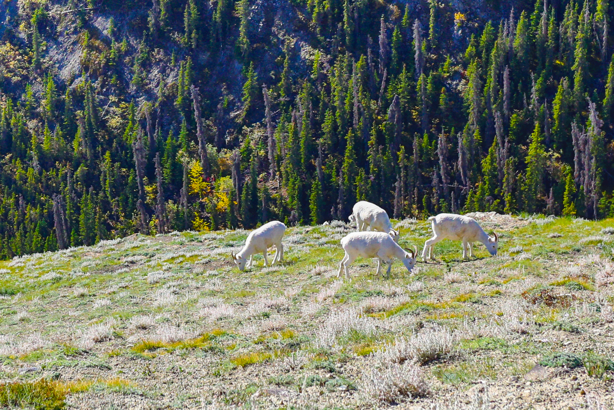 Dall's sheep in Kluane National Park & Reserve in Yukon